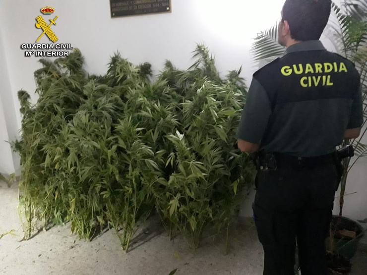 Detido un veciño de Covelo (Pontevedra) e intervidas 28 plantas de marihuana.. GARDA CIVIL / Europa Press