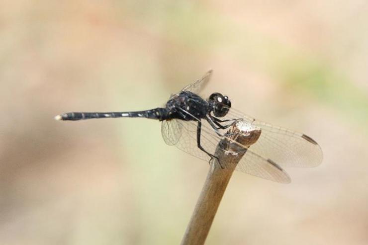 A libélula Diplacodes lefebvrii, coñecida comunmente como percher negro ou skimmer negro, acaba de ser atopada en Galicia