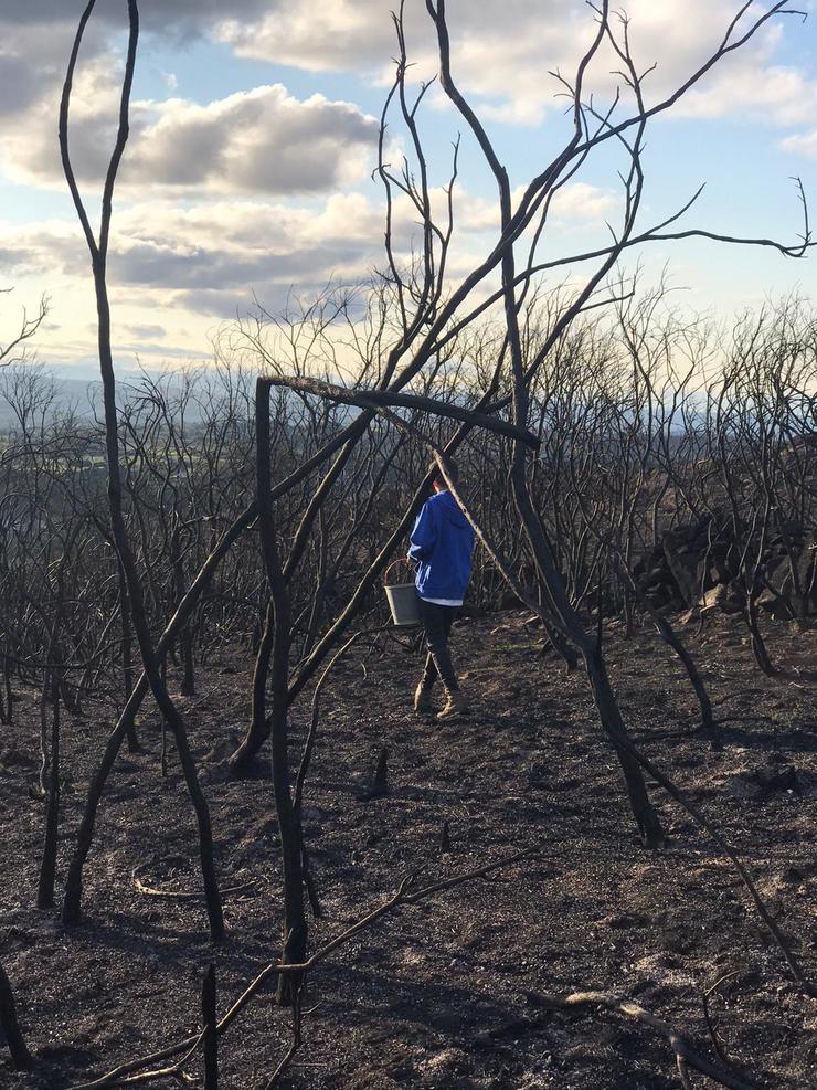 Sementando centeo nos montes queimados de Cualedro para a súa recuperación 