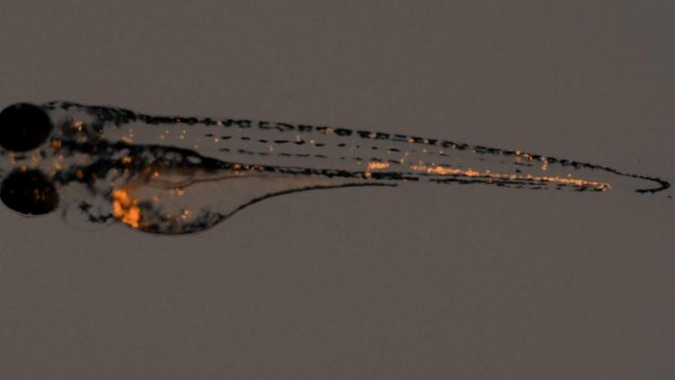 Imaxe dun exemplar de peixe cebra transplantado con células nai de cancro de páncreas marcadas con un flurocromo 