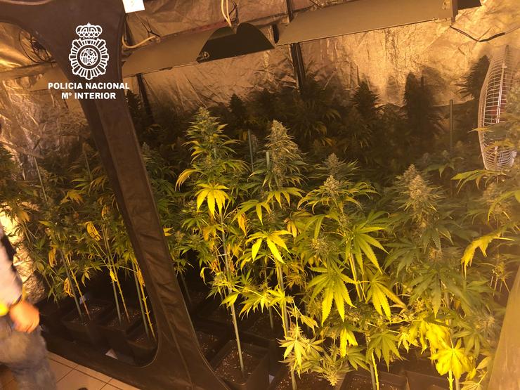 Plantas de marihuana subtraídas a un veciño de Ourense detido pola Policía Nacional.. POLICÍA NACIONAL 