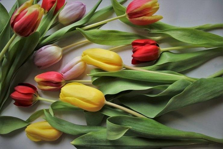 Tulipáns, flores, floristería