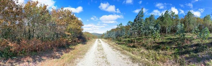 Devesa de Anllares, bosque atlántico invadido por eucaliptos