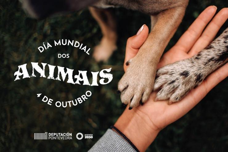 Np Depo Día Mundial Animais. DEPUTACIÓN DE PONTEVEDRA 