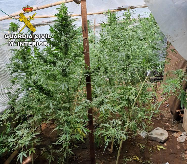 Plantas de marihuana localizadas nun alpendre anexo a unha vivenda nas Neves (Pontevedra).. GARDA CIVIL / Europa Press