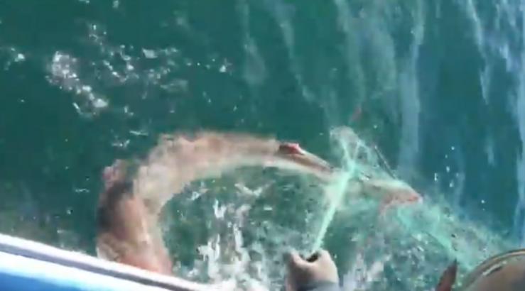 Tiburón atrapado nunhas redes de pesca no Porto do Son/Twitter