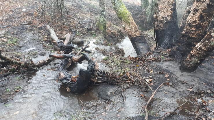 Ríos e riadas de cinsa na Serra do Invernadoiro o 15 de novembro de 2020 / Amig@s das árbores