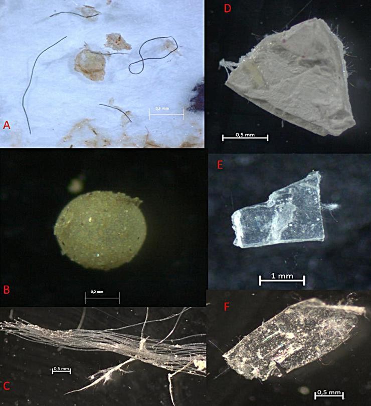 Exemplos de  microplásticos en mostras de sedimentos nas Rías Baixas: (A) fibras, (B)  microperlas, (C)  filamento transparente que se degrada en fibras (D) restos de pintura branca (E) fragmento transparente e ( F) filme transparente / Olga Carretero, Jesús Gago, Lucía Viñas, 