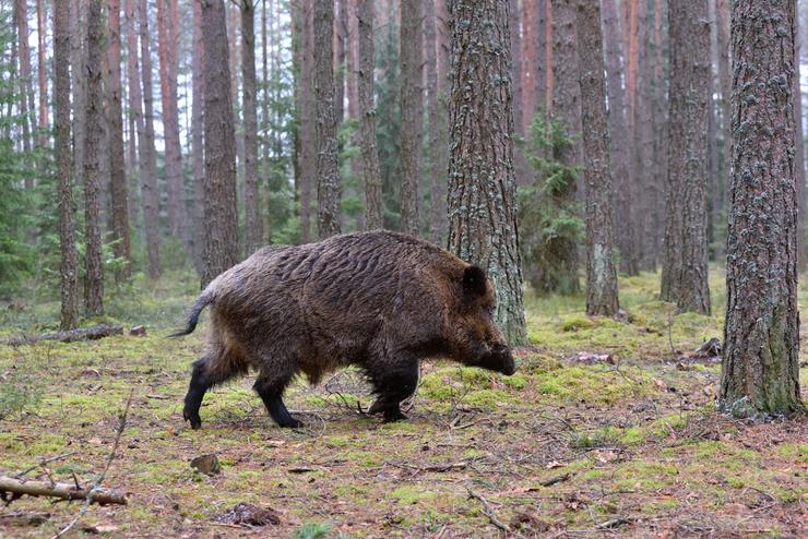Un exemplar adulto de xabaril ou porco bravo. XUNTA - Arquivo / Europa Press