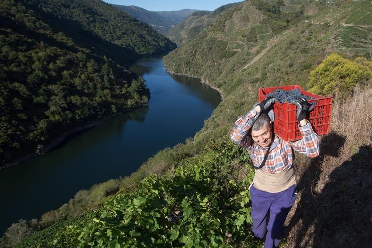 Un vendimiador transporta nunha caixa parte da colleita na Ribeira Sacra. Carlos Castro - Europa Press - Arquivo 