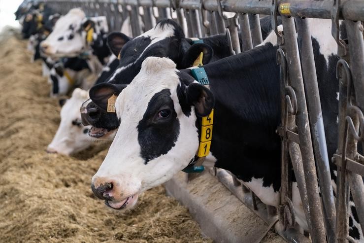 Lácteos, leite, vacas. XUNTA - Arquivo 