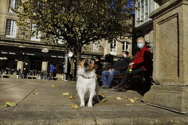 Un can ladra na praza Maior do Carballiño onde hoxe se levanta o peche perimetral e reabre a hostalaría, no Carballiño, Ourense, Galicia, (España), a 21 de novembro de 2020. Esta nova fase de desescalada prodúcese tras a decisión da Xun. Rosa Veiga - Europa Press 