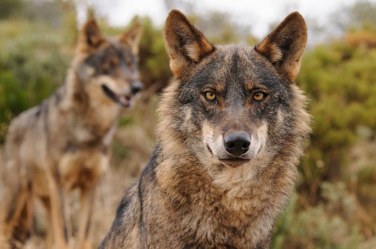 Lobo Ibérico 