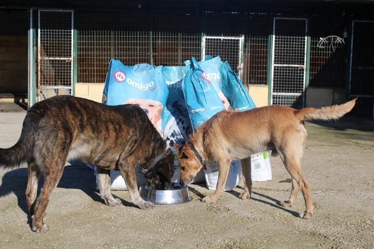 Gadis entrega a protectoras de animais produtos para cans e gatos. GADIS