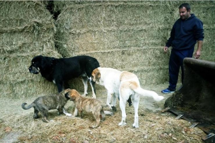 Un pastor con mastíns de pastoreo/campogalego.es