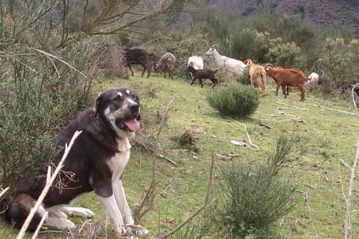 Mastín coidando cabras