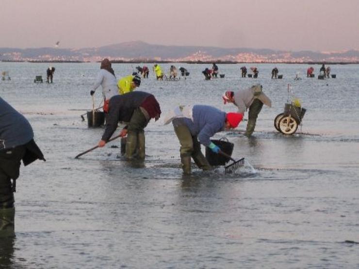 Marisqueo en Cambados 