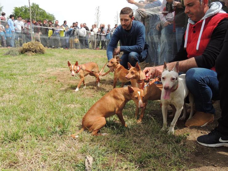 Caza, cazadores, cans de caza. FEDEXCAZA - Arquivo