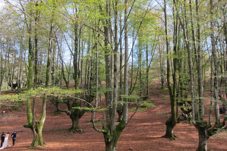 Bosque. EUROPA PRESS - Arquivo