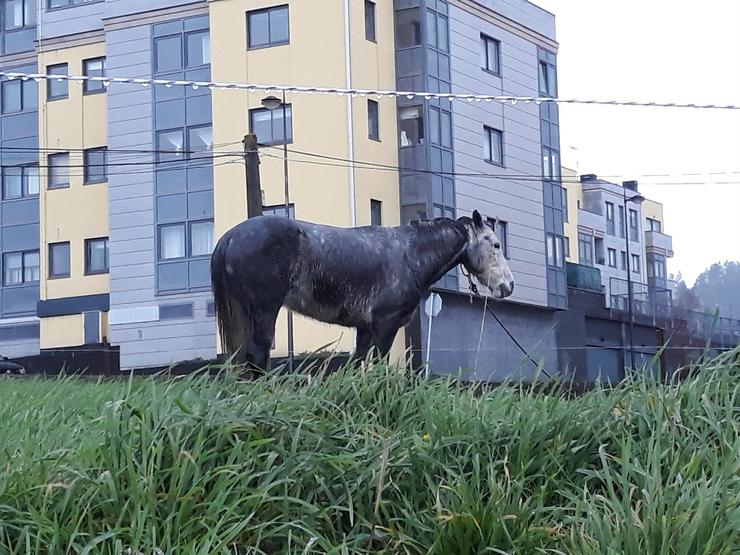Cabalo encadeado na provincia da Coruña, segundo Libera. LIBERA / Europa Press