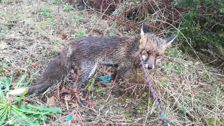 O raposo atopouse nunha avenida de Vigo. POLICÍA LOCAL / Europa Press