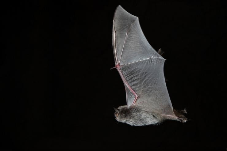 Morcego dunha especie ameazada atopado nas centrais da compañía. ENDESA