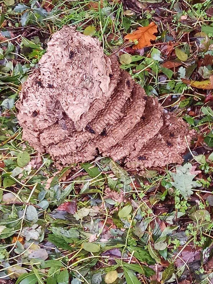 Niño de avespa velutina. UNIU - Arquivo