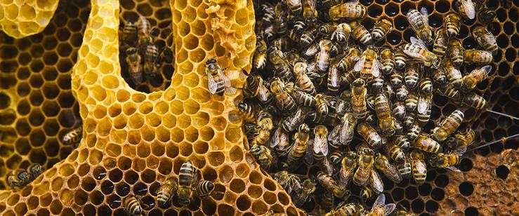 Colmea de abellas 