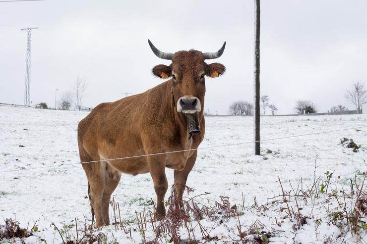 Unha vaca rodeada de neve en Pedrafita do Cebreiro (Ou Cebreiro, Lugo, Galicia), a 7 de novembro de 2019.. CARLOS CASTRO - Europa Press - Arquivo / Europa Press