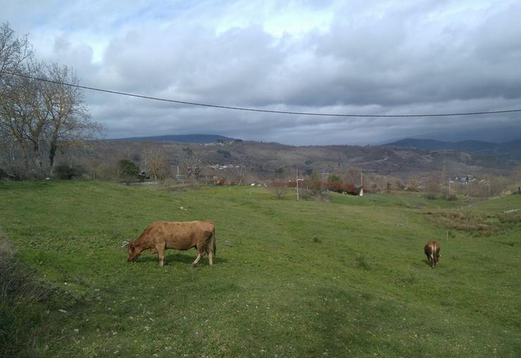 Leira con vacas. Foto: XMF