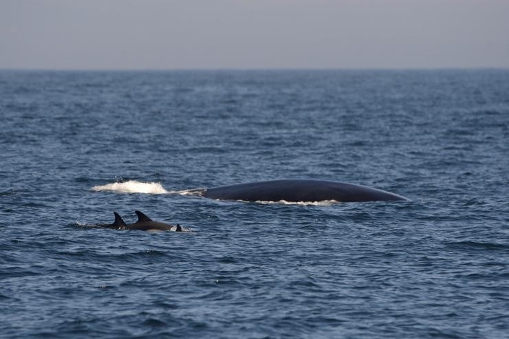 Balea común alimentándose xunto con golfiños comúns na costa galega 