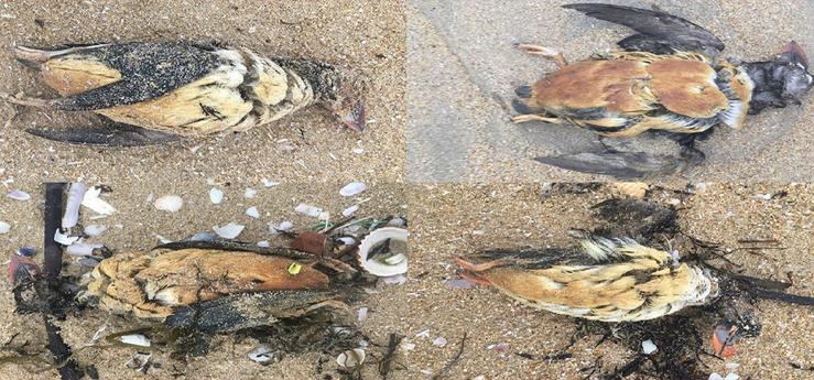 Aves mariñas aparecidas mortas nas costas galegas 