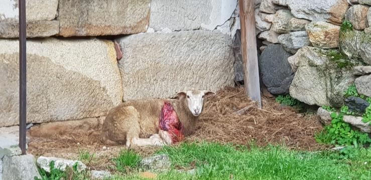 Efectos do ataque de cans salvaxes sobre un animal / remitida