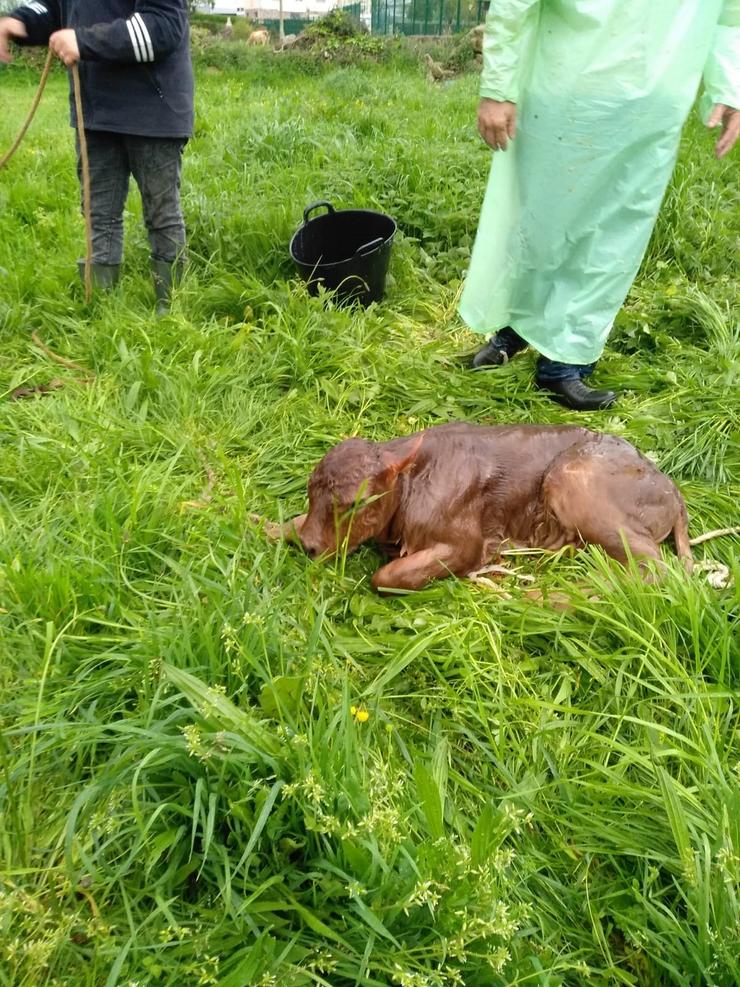 Axentes auxilian a uns gandeiros no parto dunha vaca en Xove (Lugo) ao atrasarse o veterinario polo estado de alarma.. GARDA CIVIL / Europa Press