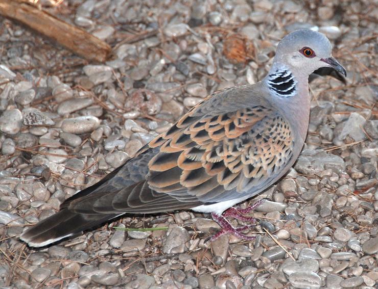 Rula ( Streptopelia turtur) 