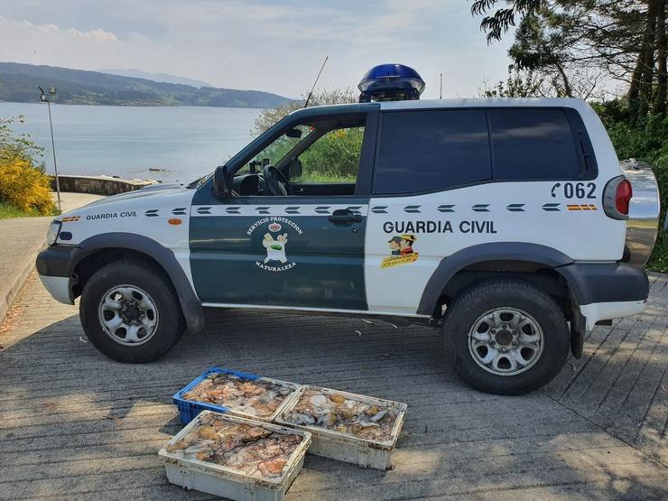 A Garda Civil incáutase de 150 quilos de polbo en distintos operativos na provincia da Coruña. GARDA CIVIL / Europa Press