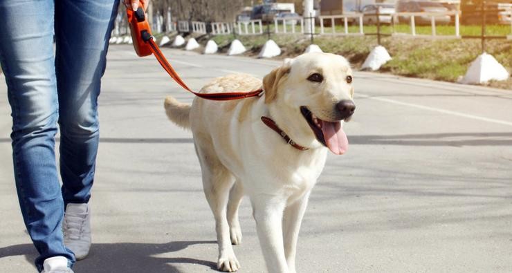 Imaxe dun can de paseo / CONCELLO DE PARACUELLOS DO XARAMA - Arquivo