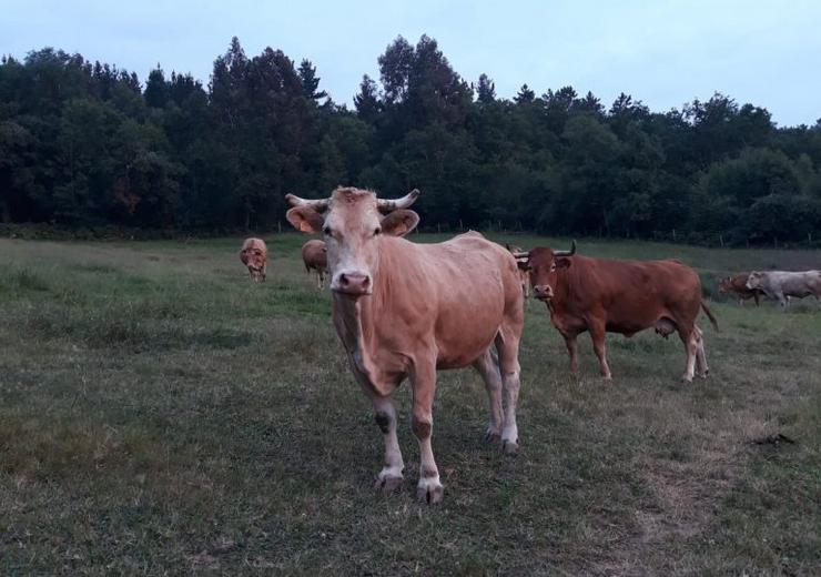 Vacas rubias galegas / ALX
