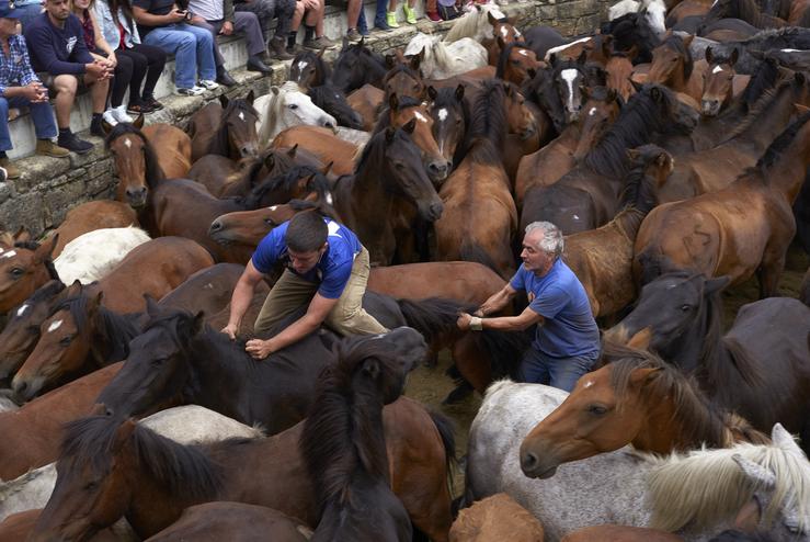 July 9, 2019 - Sabucedo, Galicia, Spain: "Aloitadores" immobilize wild horses with their hands and bodies to cut their manes and deworm them. Since 1567, the first weekend of July is marked by Rapa dás Bestas every year. The tradition begins at the townÕs. Tomas Cale - Arquivo / Europa Press