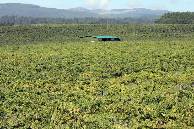 Extensión de terreo con viñedos nas Rías Baixas (Pontevedra). EUROPA PRESS - Arquivo 