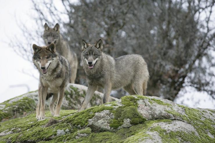 Lobos 