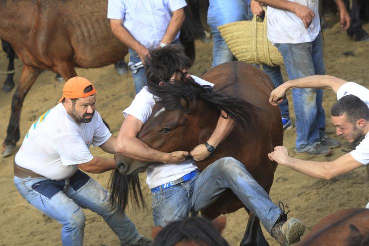 Rapa Dás Bestas en Sabucedo, en Pontevedra. Álvaro Ballesteros - Europa Press - Arquivo 