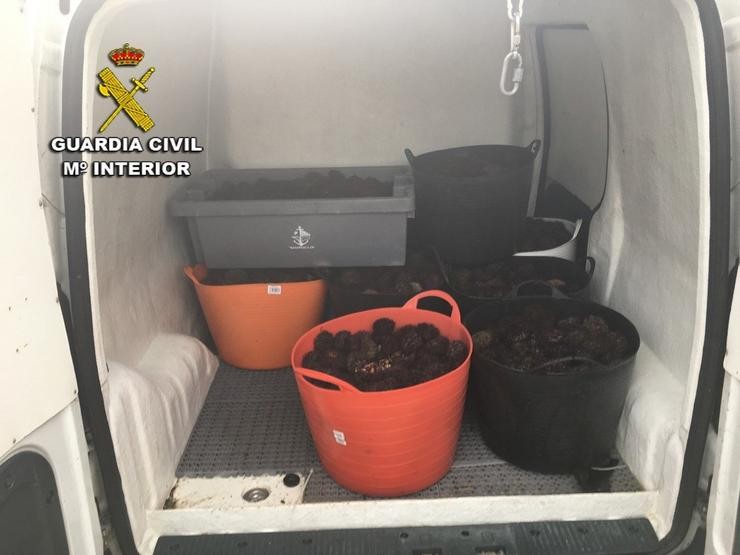 Furgoneta con ourizo de contrabando e furtivo procedente de Portugal que se comercializaba en Pontevedra. GARDA CIVIL / Europa Press