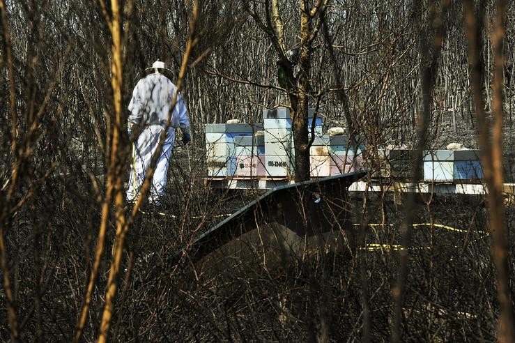 Un apicultor revisa e rega as súas colmeas xunto a unha zona queimada polo incendio de Cualedro (Ourense) que segue sen control desde o seu inicio o mércores e que se converteu xa no peor do ano, arrasando 1.000 hectáreas, en Cualedro, Ourense, Galic. Rosa Veiga - Europa Press 