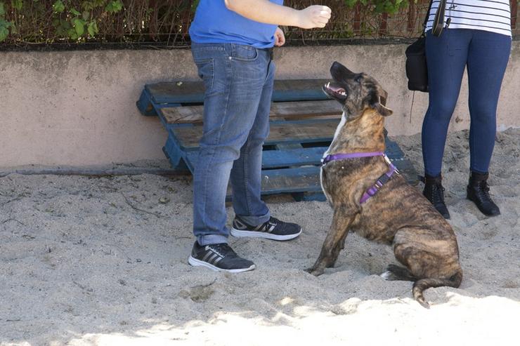 Imaxe dun can do ou Centro de Protección Animal de Leganés.. CONCELLO DE LEGANÉS - Arquivo 