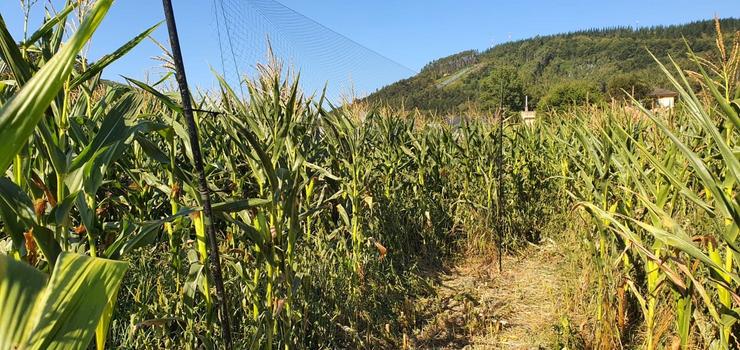 Maizal onde un veciño de Cataluña tentou capturar aves cunha rede en Baralla (Lugo).. GARDA CIVIL / Europa Press