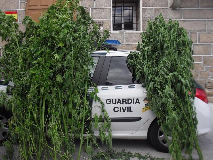 Intervidas 12 plantas de marihuana nunha leira a dous veciños de Cenlle (Ourense).. GARDA CIVIL 