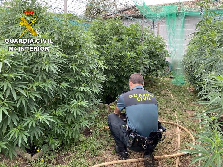Plantación de marihuana intervida en Barro (Pontevedra).. GARDA CIVIL / Europa Press