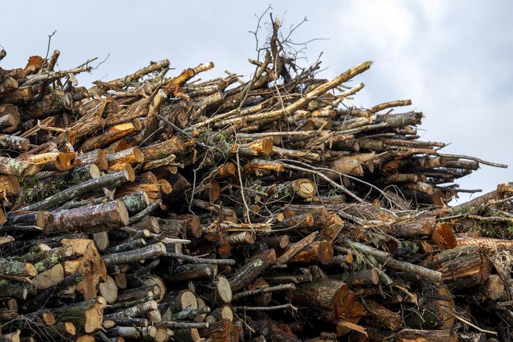 Madeira da industria forestal 