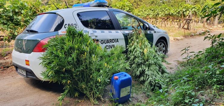 Plantas de marihuana incautadas en Leiro.. GARDA CIVIL